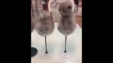 thanks and antics of animals very smart and creative