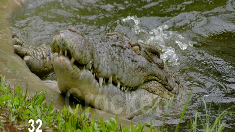 The Australian Saltwater Crocodile
