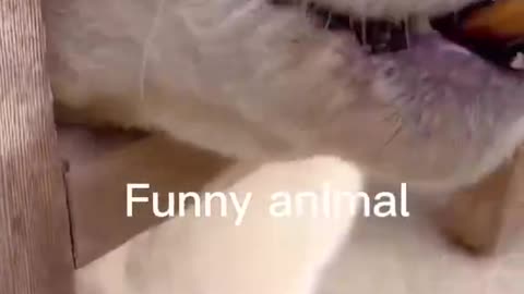 Funny pet Animal