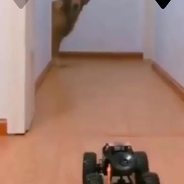 Funny Dog Fails🤣-TRY NOT TO LAUGH!!!