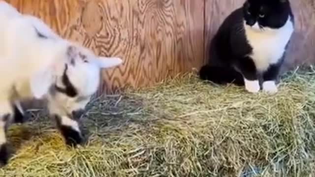 short puppy video# cute puppy video