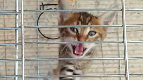 cat despairs when being trapped in the cage