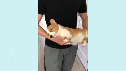 Very funny🤣😝😜 dog video