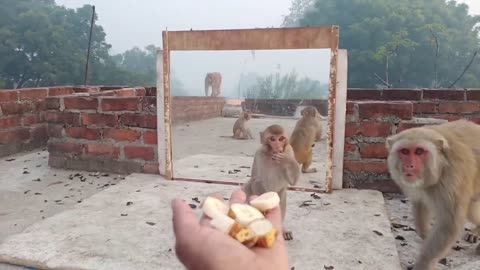 Monkey vs mirror funny video 2023