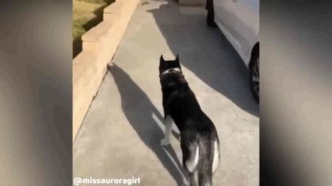 Obedient Husky always listen to his owner