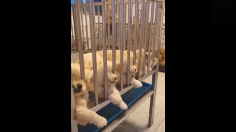 😍Cute Cats and Funny Dogs Videos Compilation💗