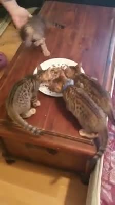 Gatitos trepan a su dueña exigiendo su desayuno