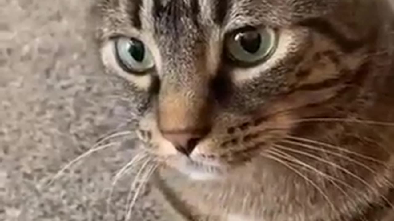 Cat video funy