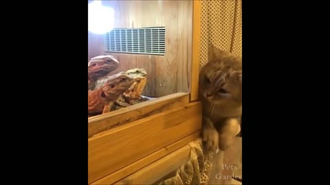 😹 Funny Animal Videos Compilation