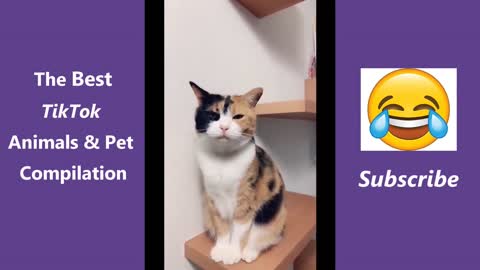 The Best TikTok Animals & Pet Compilation