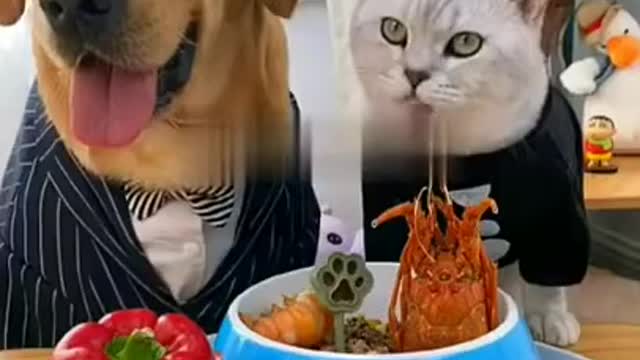 The cat wonders does this Dog eat a variety of first-class foods alone? And I?