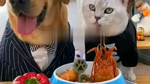 The cat wonders does this Dog eat a variety of first-class foods alone? And I?