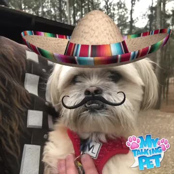 Yoda the Dog Talks Taco Tuesday