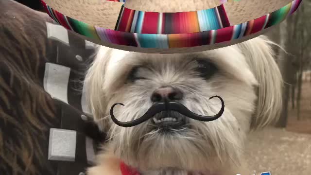 Yoda the Dog Talks Taco Tuesday