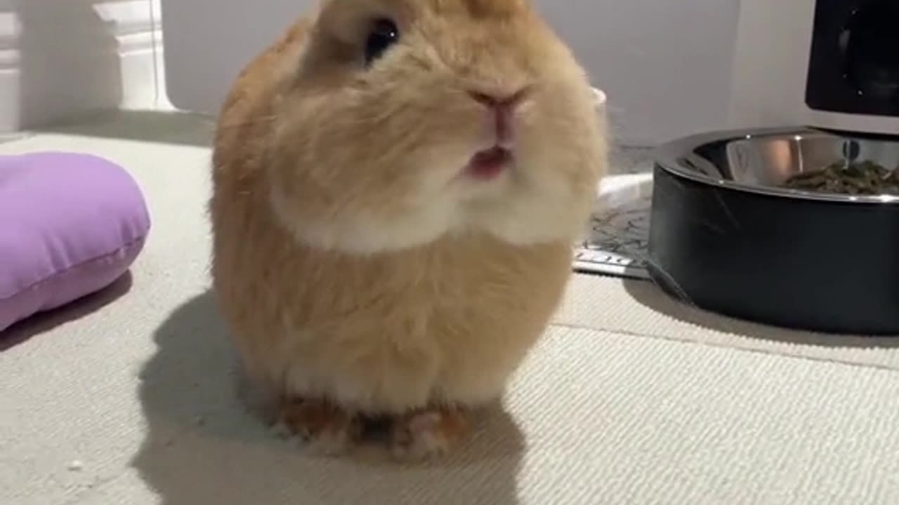 cute bunny Rabbit