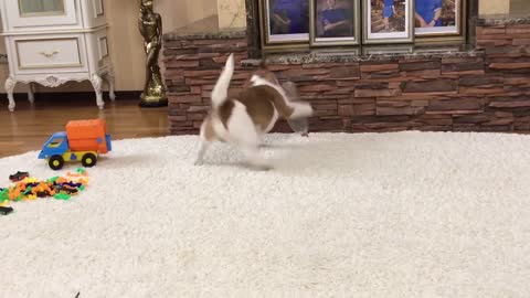 Boy playing with fat Jack Russell Terrier