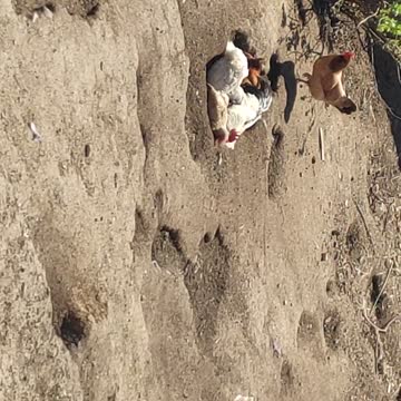 hens and cocks try to get rid of fleas