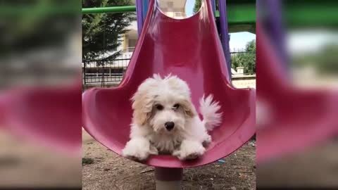 Baby Dogs - Cute and Funny Dog Videos Compilation | kkkkkkkkkkkk