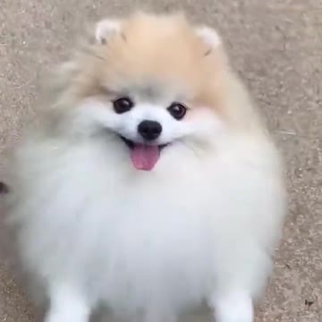 CUTE DOG FUNNY PRANK