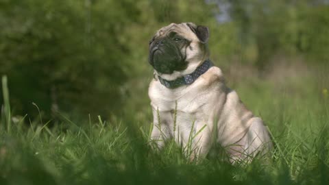 A funny and finest adorable pug is sitting on the grass