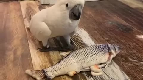 What the Fuck?