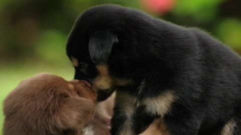 They are Pawfection 🐶💋💋. Cuddling puppies🐶🐶❤❤❤
