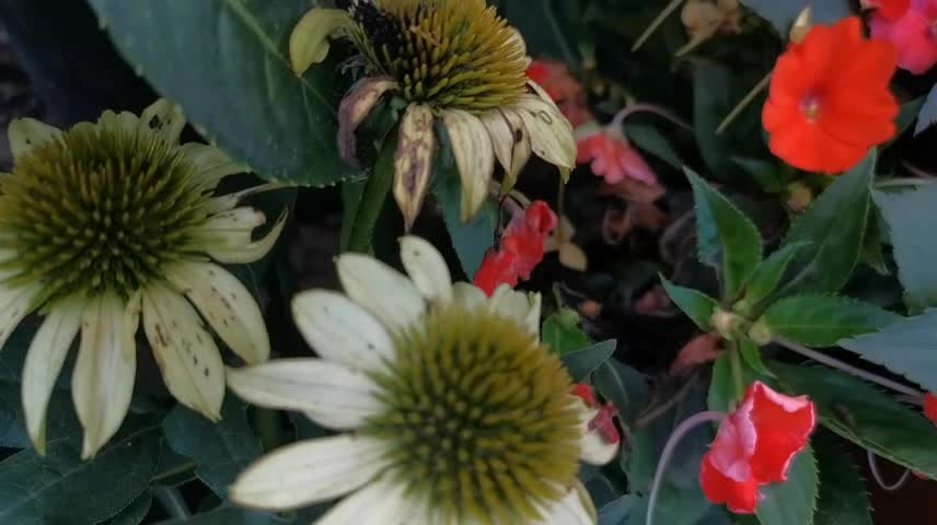 Interesting bud of white flower like chrysanthemum