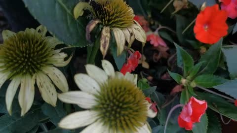 Interesting bud of white flower like chrysanthemum