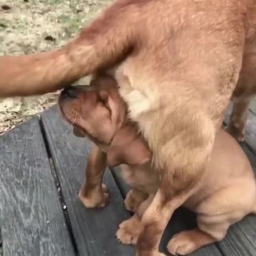 Baby and puppy besties love playing outside together #112365