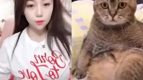 Cat cute and its boss