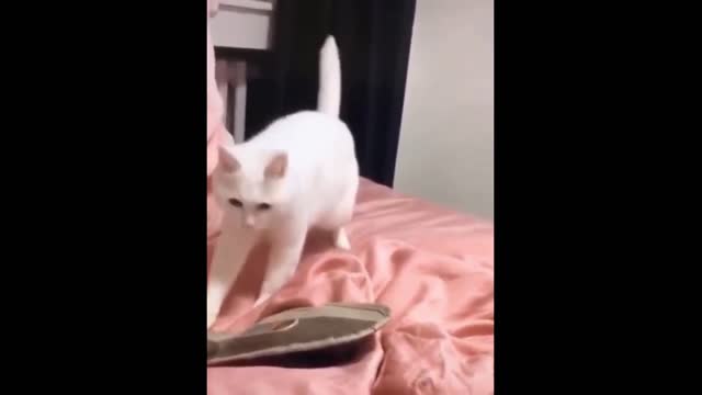 Cat dancing to beat/Funny video of cute cat