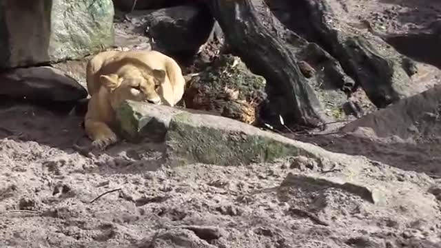 Lion hunting and attacks duck at Amsterdam zoo