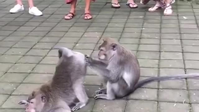 The best funny monkeys videos 2022- funny animals