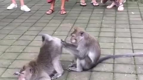 The best funny monkeys videos 2022- funny animals