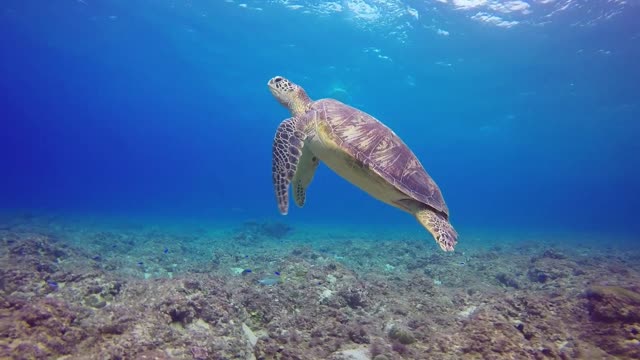 What a wonderful sea floor