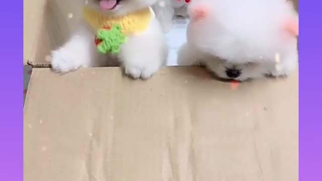 Cute dogs video