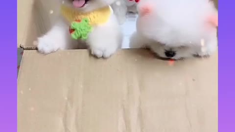 Cute dogs video