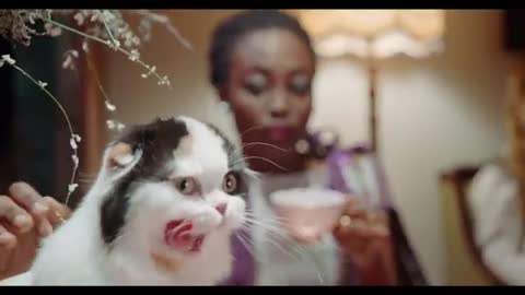 cats funny😅