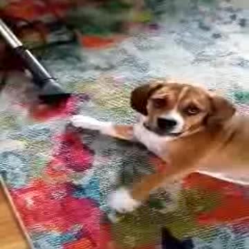 Puppy curses Vacuum! 😂