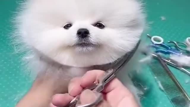 Cute And Funny Puppy Dog