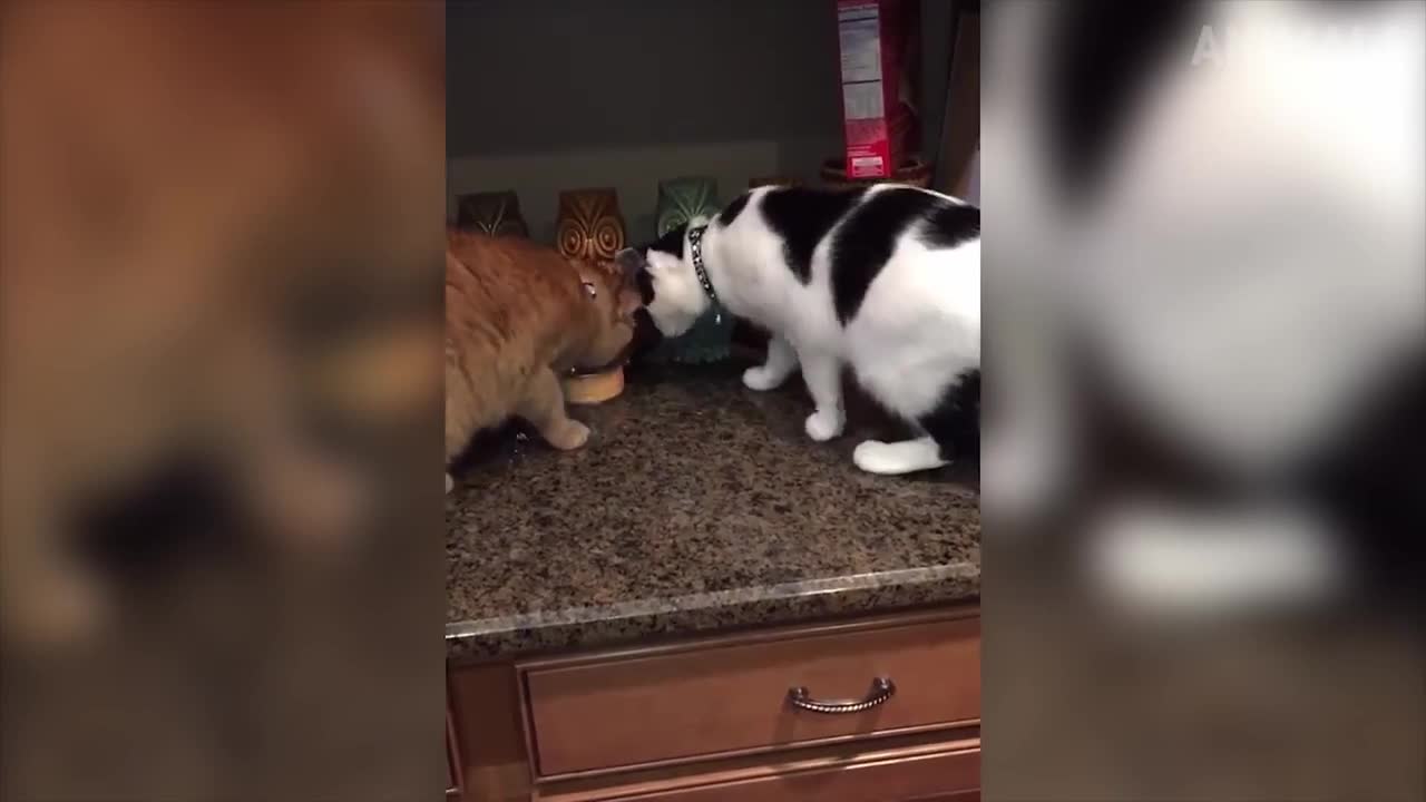 Cats are the best! - Cat compilation