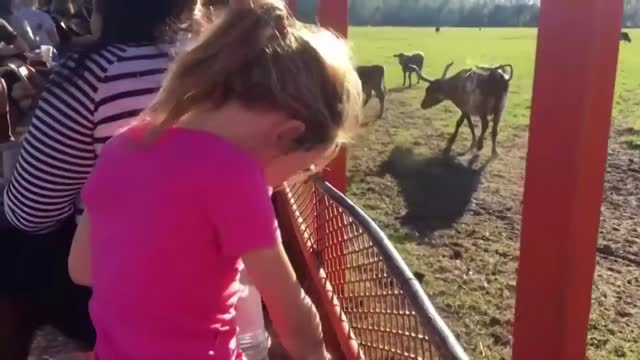 This cute baby feeding animals 😍