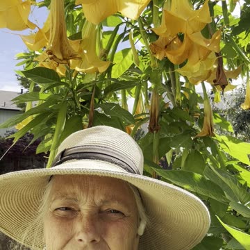 Brugmansia (Angle Trumpet) update ...8+weeks later... Still blooming! 🌿🌾🙌🌿// Wisdom Collective