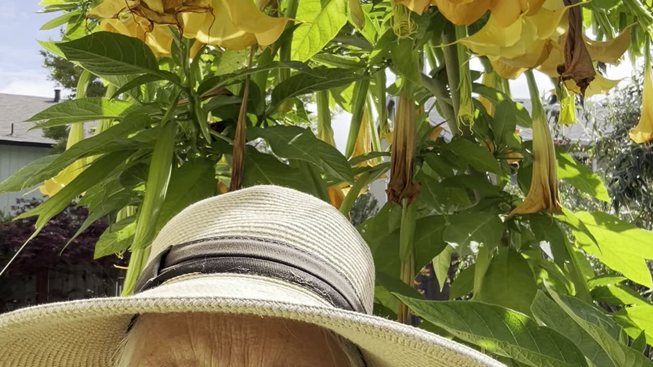 Brugmansia (Angle Trumpet) update ...8+weeks later... Still blooming! 🌿🌾🙌🌿// Wisdom Collective