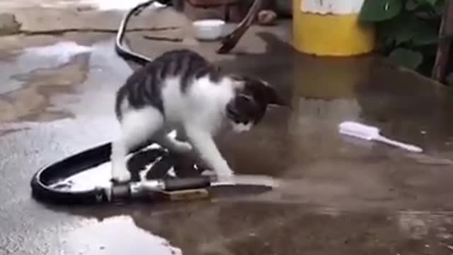 cats are sometimes little ninja