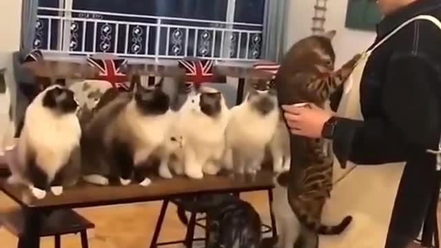 CRAZY CATS Fighting Video 2021