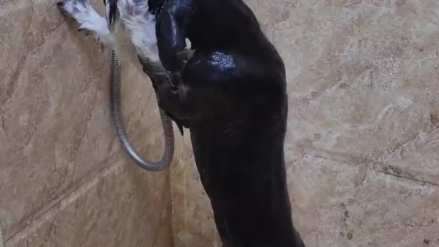 A dog who chose to bathe himself because his master was uncomfortable.