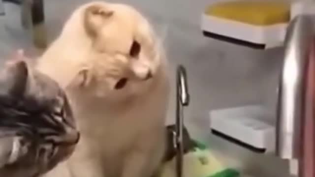 Cats seeing water, funny cats and dogs completion,Try not to laugh