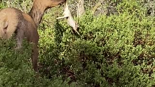 Elk Flings a Rabbit Around by the Foot