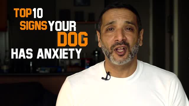 Top Ten Signs Your Dog Has Anxiety Issues